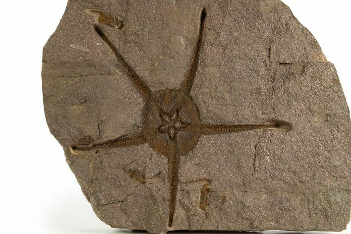 Fossil Brittle Star (Ophiura) With Two Carpoids - Morocco #322498